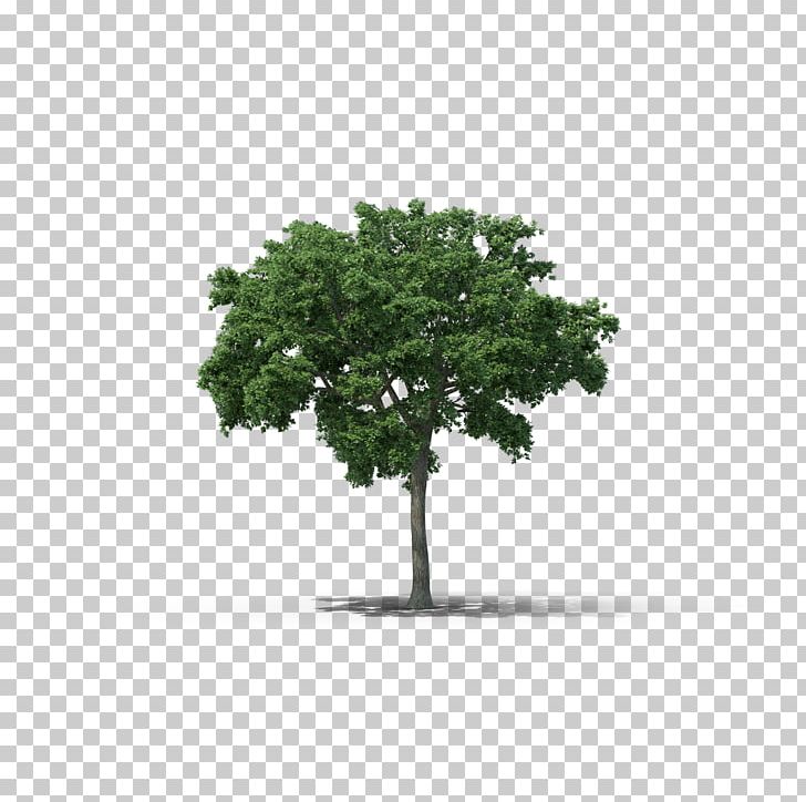 Tree Elm Woody Plant PNG, Clipart, Branch, Desktop Wallpaper, Elm, Grass, Houseplant Free PNG Download