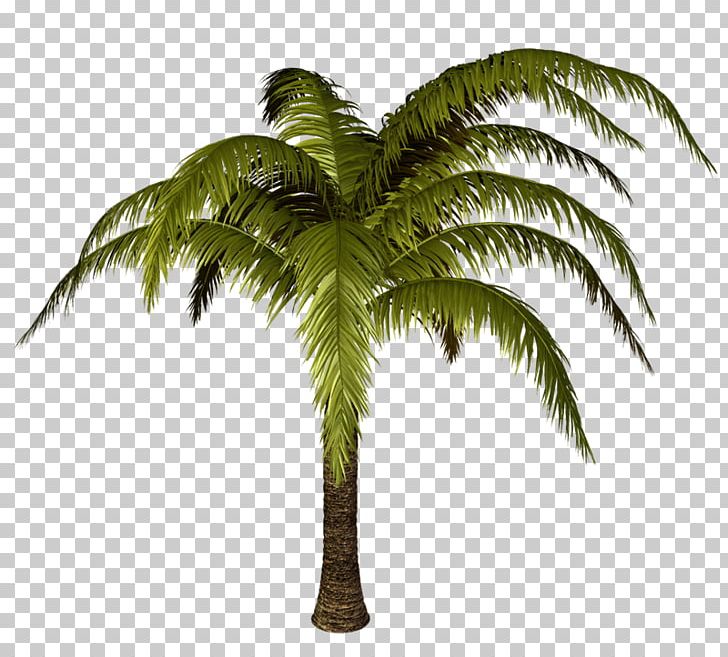 Tree Plant PNG, Clipart, Arecaceae, Arecales, Attalea, Attalea Speciosa, Borassus Flabellifer Free PNG Download