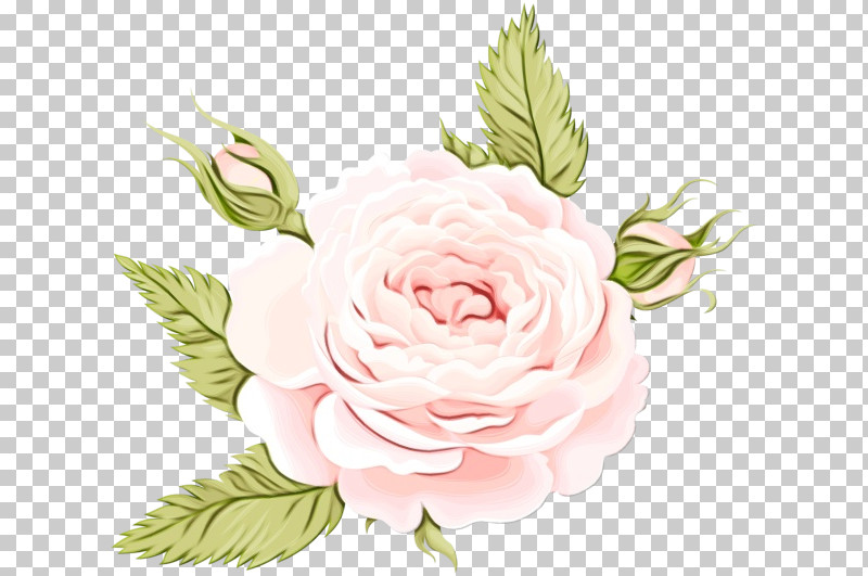 Garden Roses PNG, Clipart, Flower, Garden Roses, Paint, Pink, Plant Free PNG Download