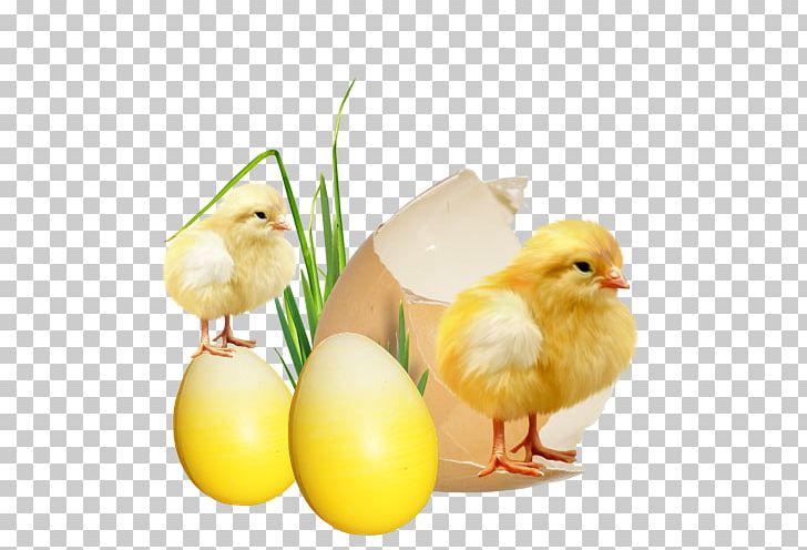 Chicken Egg Kifaranga Burrito Easter PNG, Clipart, Animals, Beak, Bird, Burrito, Chicken Free PNG Download