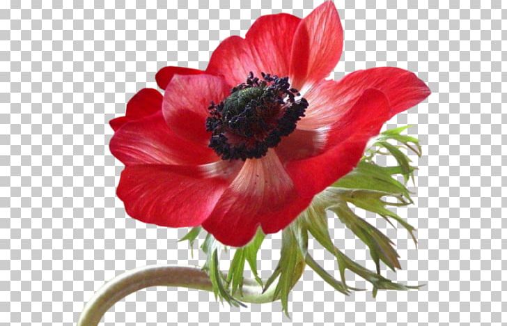Flower PNG, Clipart, Anemone, Animation, Annual Plant, Blume, Coquelicot Free PNG Download
