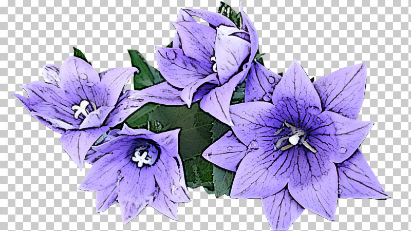 Flower Balloon Flower Plant Purple Violet PNG, Clipart, Balloon Flower, Bellflower, Bellflower Family, Flower, Petal Free PNG Download