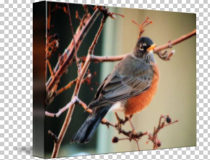 Finches American Sparrows Beak Fauna Feather PNG, Clipart, American Sparrows, Animals, Beak, Bird, Branch Free PNG Download