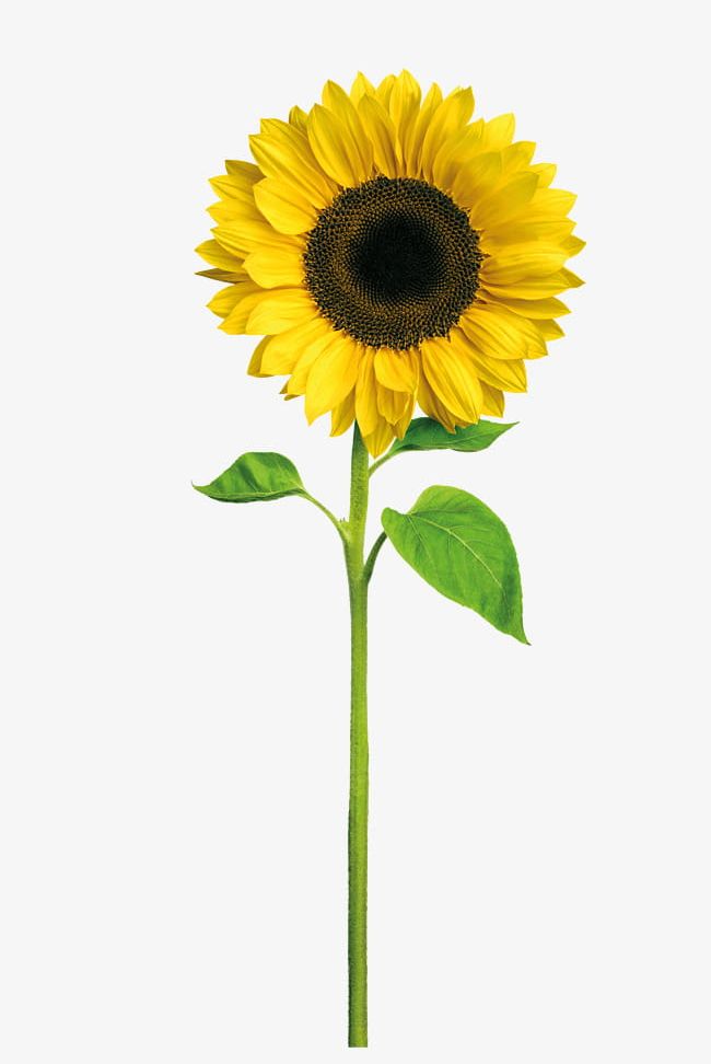 Free Free 245 Clipart Sunflower Png SVG PNG EPS DXF File