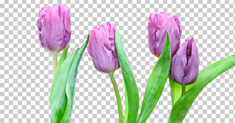 Spring PNG, Clipart, Bud, Crocus, Cut Flowers, Flower, Lily Family Free PNG Download
