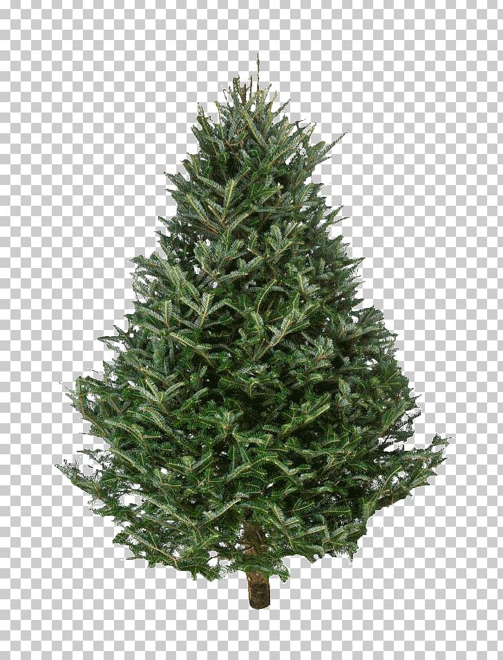 Fraser Fir Nordmann Fir Christmas Tree PNG, Clipart, Christmas, Christmas Decoration, Christmas Ornament, Christmas Tree, Christmas Tree Cultivation Free PNG Download