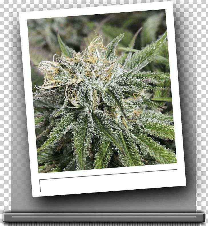 Frozen Tangerines Seed Berry Cannabis PNG, Clipart, Berry, Breeder, Cannabis, Citrus, City Free PNG Download