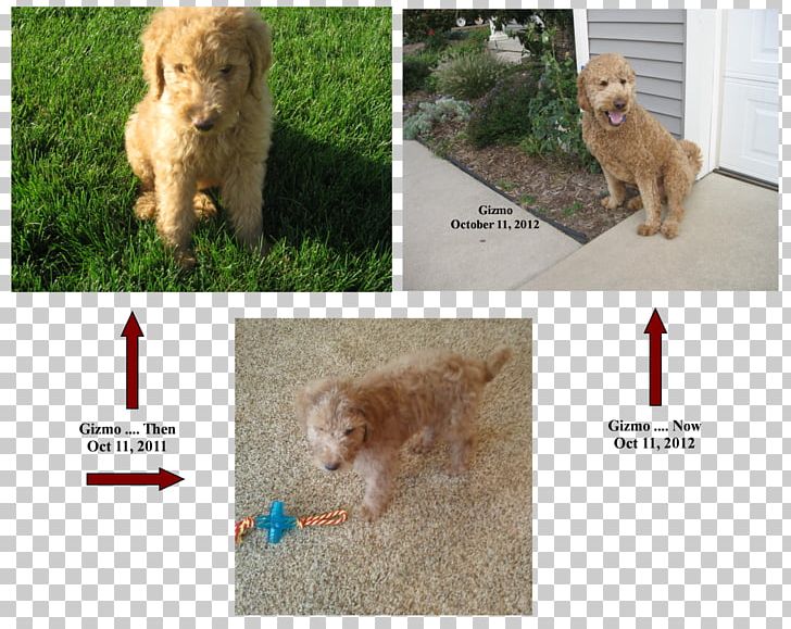 Nova Scotia Duck Tolling Retriever Puppy Dog Breed Companion Dog Sporting Group PNG, Clipart, Amazing Grace, Animals, Breed, Carnivoran, Colony Of Nova Scotia Free PNG Download