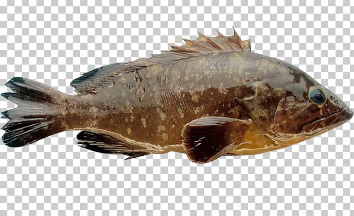 Nan'ao County Grouper Seafood Fish PNG, Clipart, Animal Source Foods, Aquaculture, Art, Brownmarbled Grouper, Deep Free PNG Download