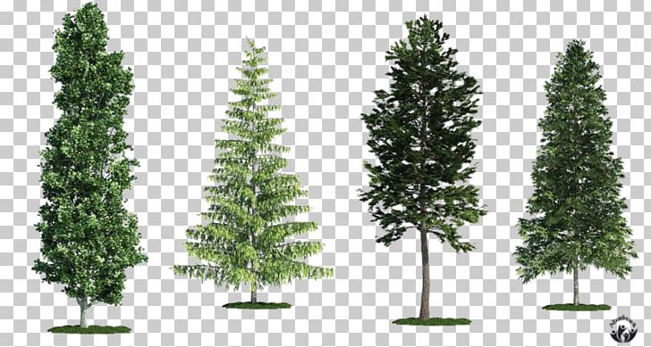 Spruce Fir White Poplar Tree Scots Pine PNG, Clipart, Aspen, Biome, Branch, Cedar, Christmas Decoration Free PNG Download