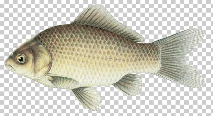 Tilapia Goldfish Common Carp Perch PNG, Clipart, Animal Figure, Animals, Barbel, Barramundi, Bony Fish Free PNG Download