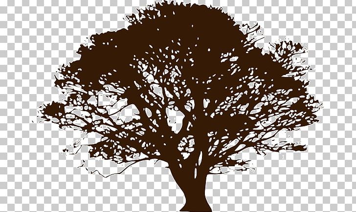 Tree Northern Red Oak PNG, Clipart, Arecaceae, Black And White, Branch, Leaf, Northern Red Oak Free PNG Download