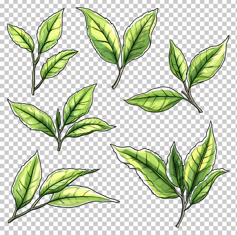 Tea Leaves - Illustrated Green Leaves Collection PNG
