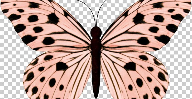 Butterfly Butterflies & Moths Insect PNG, Clipart, Arthropod, Brush Footed Butterfly, Butterflies Moths, Butterfly, Color Free PNG Download