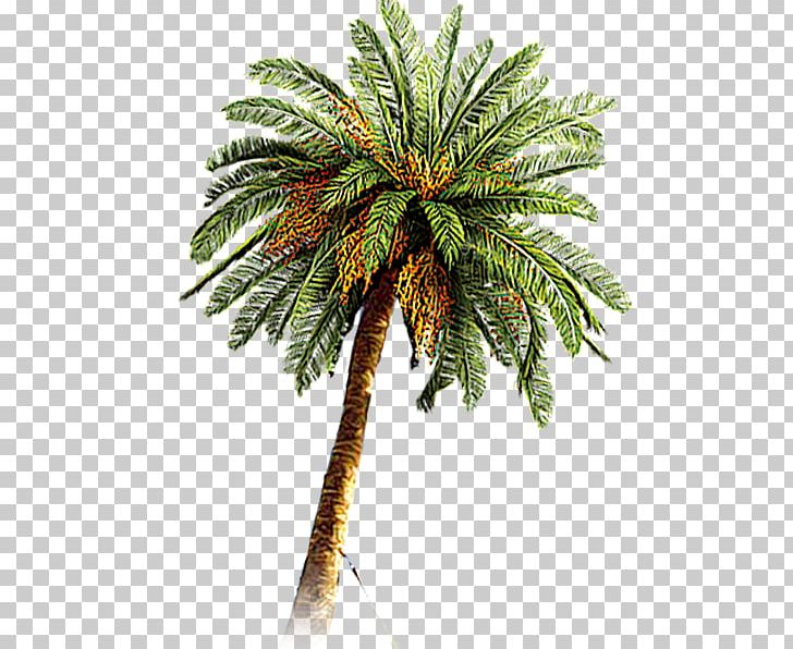 Coconut Arecaceae Date Palm PNG, Clipart, Arecaceae, Arecales, Autumn Tree, Beach, Christmas Tree Free PNG Download