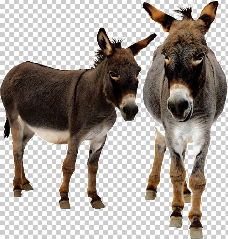 Donkey Animated Film PNG, Clipart, Animal, Animated Film, Donkey, Donkey Milk, Fauna Free PNG Download