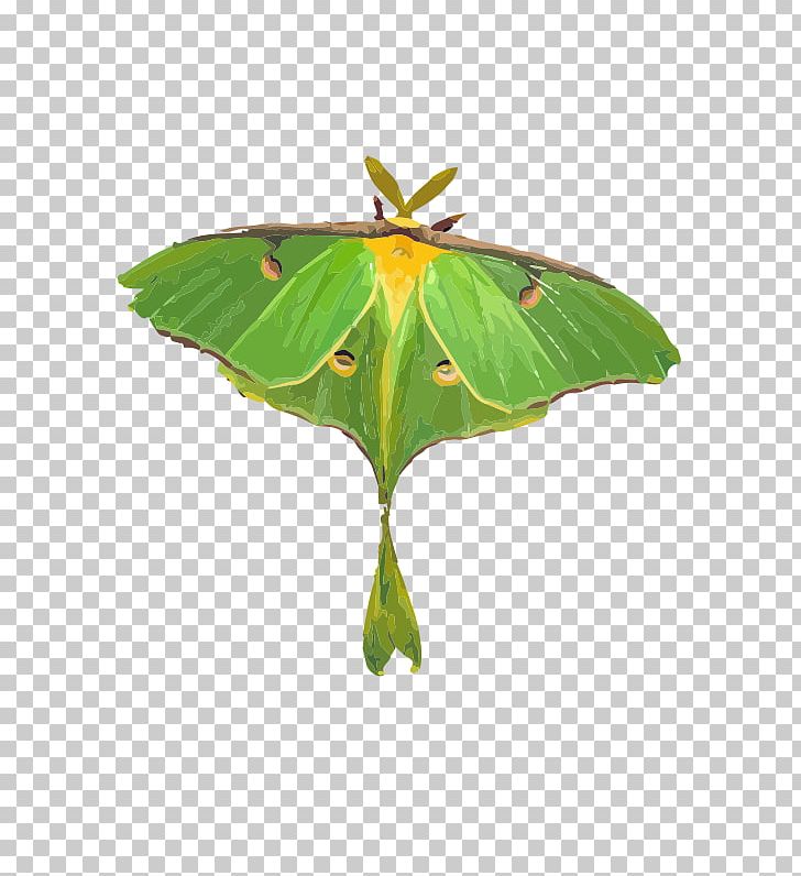 Luna Moth Butterfly PNG, Clipart, Actias, Actias Selene, Arthropod, Attacus Atlas, Brush Footed Butterfly Free PNG Download
