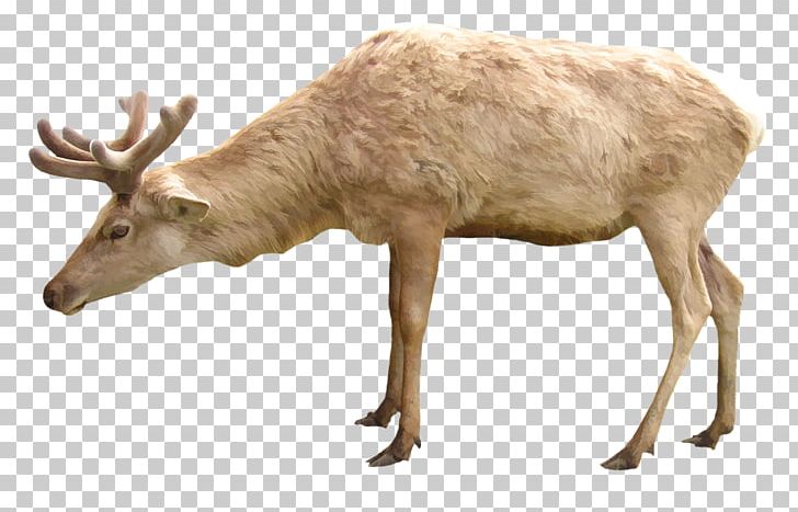 Reindeer Red Deer Elk Arctic PNG, Clipart, Antler, Deer, Fauna, Free Logo Design Template, Free Matting Free PNG Download