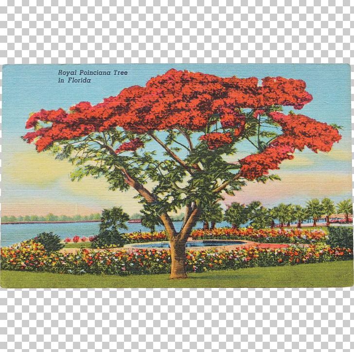 Tree Royal Poinciana Post Cards Mount Conner Miami PNG, Clipart, Arecaceae, Canopy, Colorful, Etsy, Flora Free PNG Download