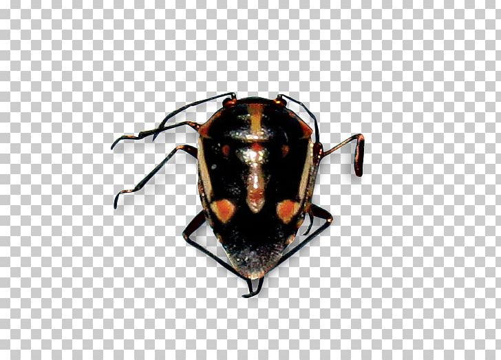 Bagrada Bug True Bugs Stink Bugs Harlequin Bug Pest PNG, Clipart, Agriculture, Arthropod, Beetle, Brown Marmorated Stink Bug, Celebrity Free PNG Download