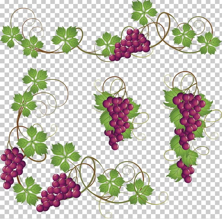 Common Grape Vine PNG, Clipart, Clip Art, Common Grape Vine, Download, Floral Design, Flower Free PNG Download