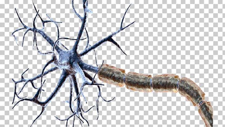 Myelin Neuron ABC Games For Toddlers Synapse Dendrite PNG, Clipart, Axon, Brain, Branch, Dendrite, Free Nerve Ending Free PNG Download
