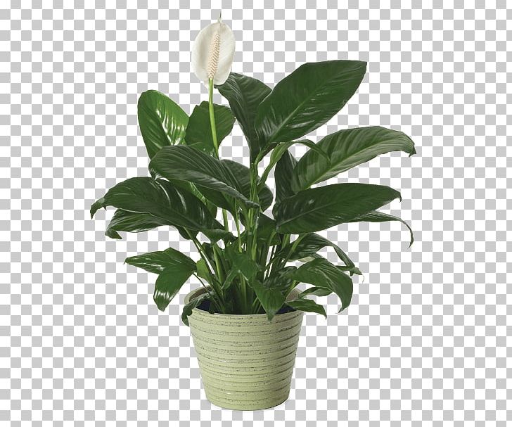Peace Lily Cut Flowers Flowerpot Houseplant PNG, Clipart, Arrowroot, Arrowroot Family, Ceramic, Chemical Compound, Com Free PNG Download