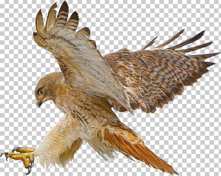 Red-tailed Hawk Drawing PNG, Clipart,  Free PNG Download
