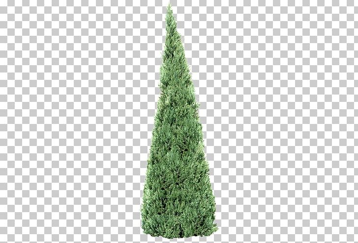 Spruce Treelet Fir Pine PNG, Clipart, Biome, Christmas Decoration, Conifers, Cypress Family, Forest Free PNG Download