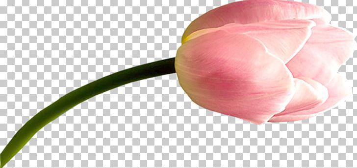 Tulip Cut Flowers Bud Plant Stem Petal PNG, Clipart, Bud, Closeup, Closeup, Cut Flowers, Flower Free PNG Download