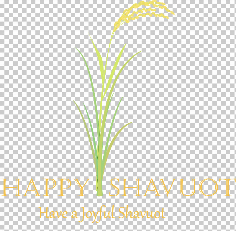 Grass Plant Leaf Grass Family Terrestrial Plant PNG, Clipart, Flower, Grass, Grass Family, Happy Shavuot, Leaf Free PNG Download