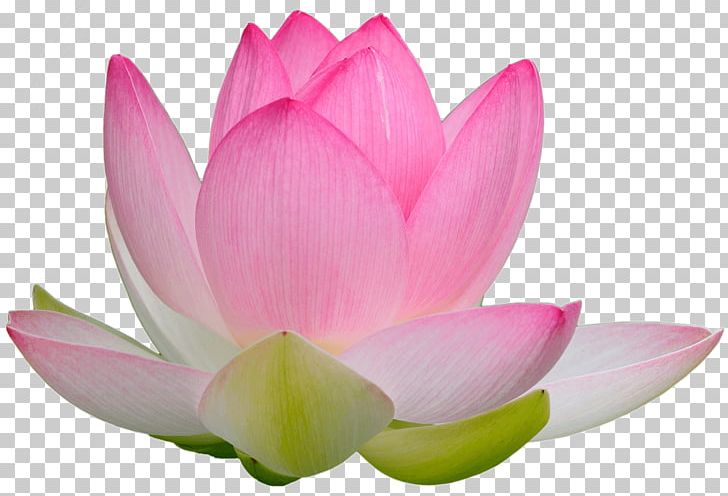 Falun Gong Nelumbo Nucifera Consciousness Truth Awareness PNG, Clipart, Aquatic Plant, Awareness, Bud, Compassion, Consciousness Free PNG Download