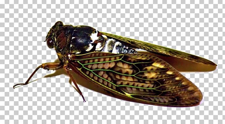 Graptopsaltria Nigrofuscata Insect Cicadidae PNG, Clipart, Animals, Arthropod, Blog, Centipedes, Child Free PNG Download