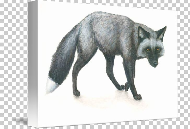 Silver Fox Domesticated Red Fox Fur PNG, Clipart, Aretus, Carnivoran, Culture, Dog Like Mammal, Domesticated Red Fox Free PNG Download