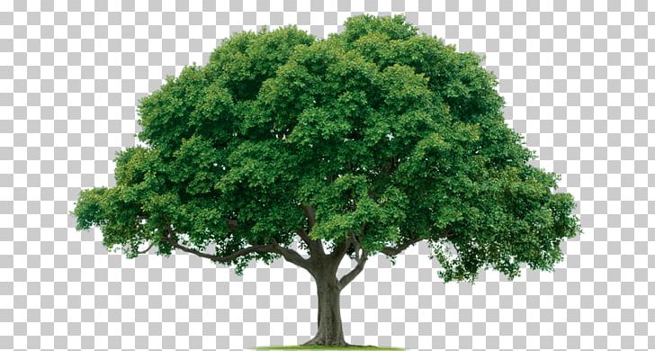 Tree PNG, Clipart, Beautiful, Bodyshope, Cat, Clip Art, Clouds Free PNG Download