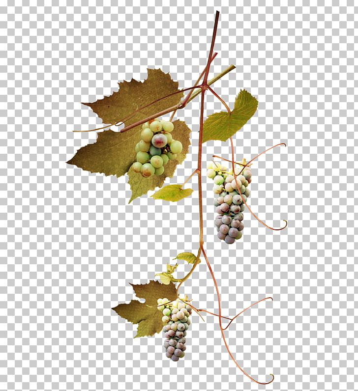 Common Grape Vine Grape Leaves Leaf Branch PNG, Clipart, Branch, Common Grape Vine, Flowering Plant, Food, Fruit Free PNG Download