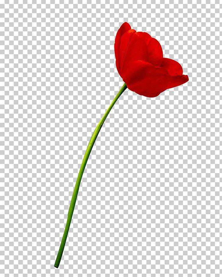 Tulip SHANGTASIA Luxury Art Room Flower PNG, Clipart, Blume, Bulletin, Clipping Path, Computer Icons, Coquelicot Free PNG Download