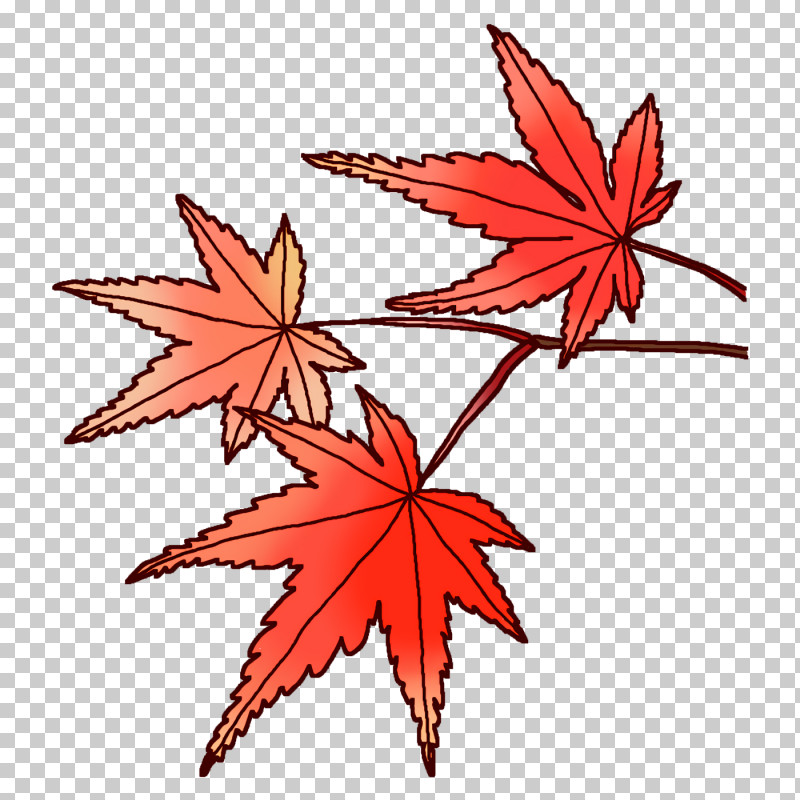 Maple Leaf PNG, Clipart, Biology, Flower, Leaf, Line, Maple Free PNG Download