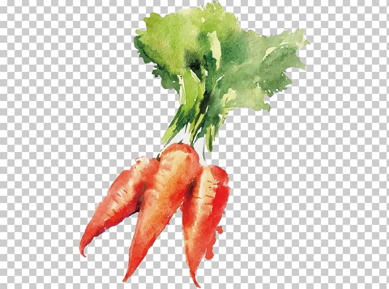Food Leaf Vegetable Carrot Plant PNG, Clipart, Carrot, Cuisine, Daikon, Food, Leaf Free PNG Download