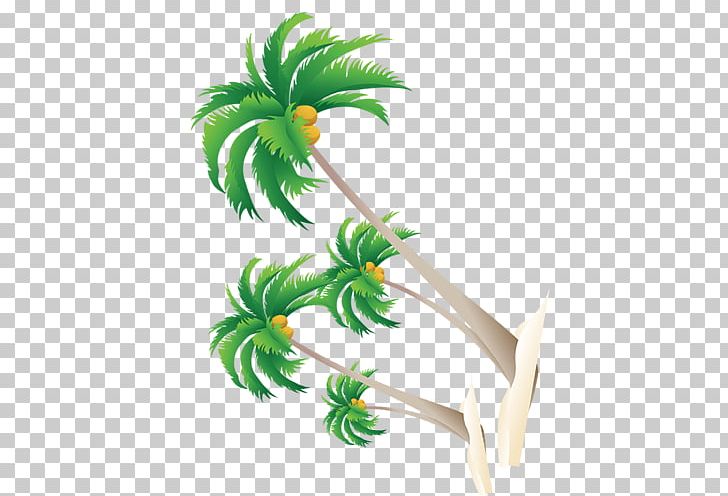 Coconut PNG, Clipart, Arecaceae, Arecales, Beach, Branch, Camp Free PNG Download
