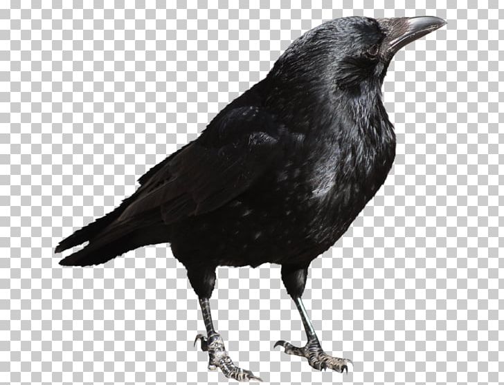 Crows PNG, Clipart, American Crow, Animals, Background Black, Bbcode, Beak Free PNG Download