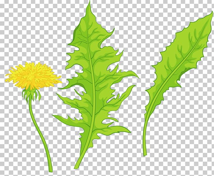 Common Dandelion Yellow Leaf PNG, Clipart, Common Dandelion, Dandelion, Dandelions, Download, Euclidean Vector Free PNG Download