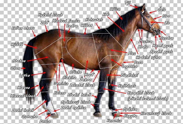 Mane Mustang Stallion Dales Pony Colt PNG, Clipart, Bridle, Colt, Halter, Hippology, Horse Free PNG Download