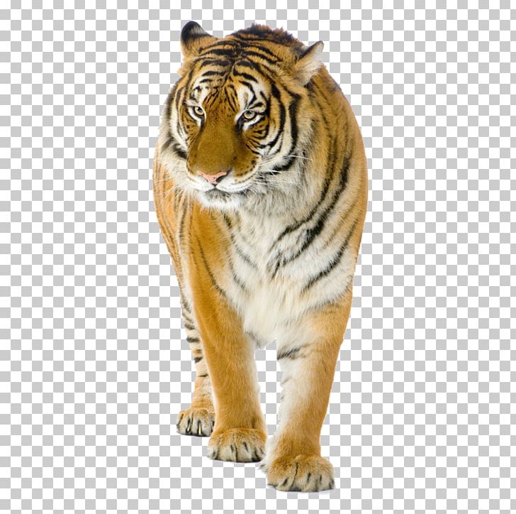 Tiger Lion Cat Stock Photography PNG, Clipart, Animals, Big Cat, Big Cats, Carnivoran, Cat Free PNG Download