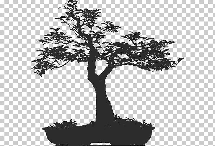 Tree Bonsai Morikami Museum And Japanese Gardens Woody Plant Houseplant PNG, Clipart, Aesthetics, Black And White, Bonsai, Branch, Houseplant Free PNG Download