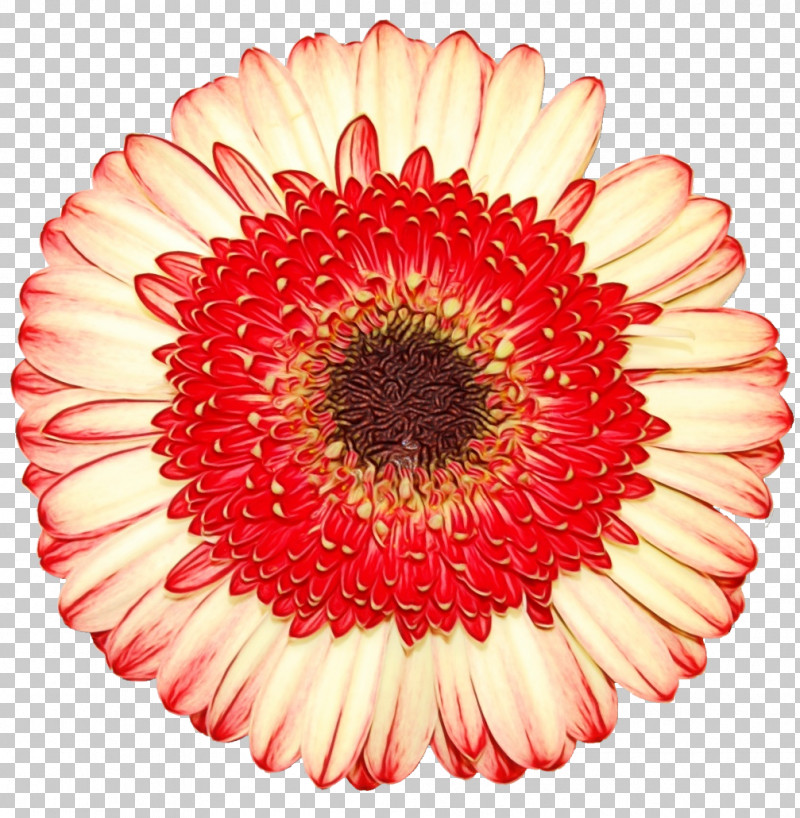 Transvaal Daisy Floristry Cut Flowers Chrysanthemum Flower PNG, Clipart, Chrysanthemum, Cut Flowers, Floristry, Flower, Gratis Free PNG Download