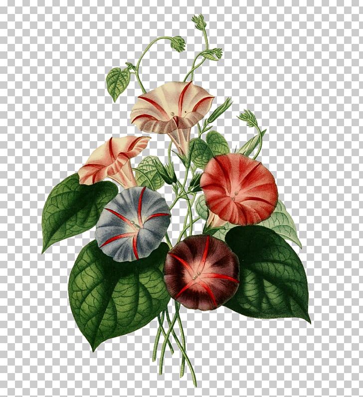 Botany Flora Japonica Botanical Illustration Flower Floral Design PNG, Clipart, Botanical Illustration, Botany, Flora Japonica, Floral Design, Flower Free PNG Download