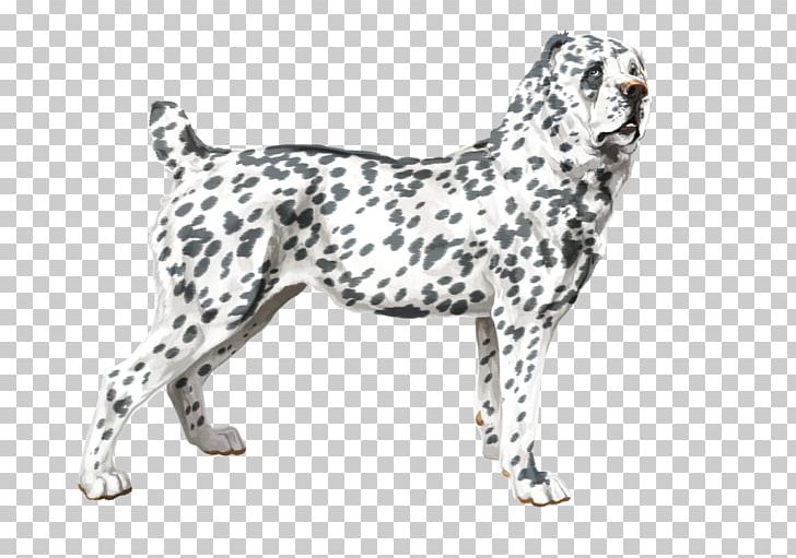 Dog Breed Dalmatian Dog Sporting Group GroupM PNG, Clipart, Breed, Carnivoran, Dalmatian, Dalmatian Dog, Dog Free PNG Download