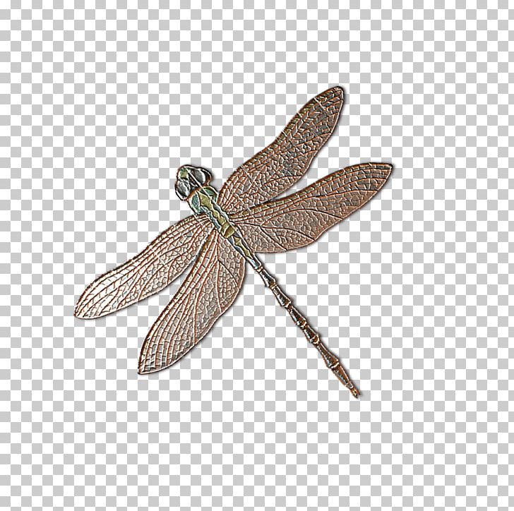Dragonfly Insect Cartoon PNG, Clipart, Cartoon Dragonfly, Download, Drago, Dragonflies, Dragonflies And Damseflies Free PNG Download