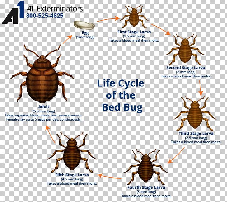 Insect The Bed-bug Bed Bug Bite Bed Bug Control Techniques PNG, Clipart, Arthropod, Bed, Bed Bug, Bedbug, Bed Bug Bite Free PNG Download